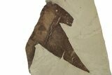 Fossil Sycamore (Macginitiea) Leaf - Green River Formation, Utah #325602-1